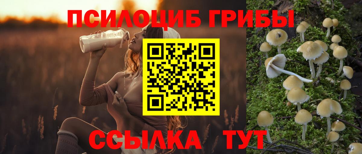 Псилоцибиновые грибы Cubensis Минусинск